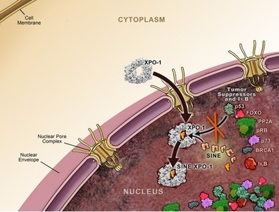 12-11Selinexor照片